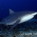 shark_bull_1d_srmr_beqa_h_0190_fij7351.jpg